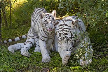 Asian (Bengal) Tiger (Panthera tigris tigris), White tiger, adult female with a white young 5 month old, Private reserve, South Africa