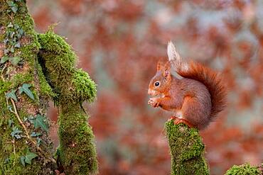 Red squirrel (Sciurus vulgaris, grove, Rouesse Vasse, Sarthe, Pays de la Loire, France