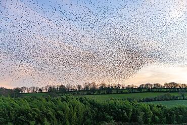 Flight of starlings (Sturnus vulgaris), join a roosting place, grove, Rouesse Vasse, Sarthe, Pays de la Loire, France