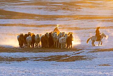 Mongolian horsemen lead a troop of horses running in a meadow covered by snow, Bashang Grassland, Zhangjiakou, Hebei Province, Inner Mongolia, China