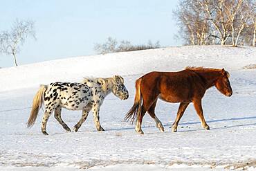 Horses in a meadow covered by snow, Zhangjiakou, Bashang Grassland, Hebei Province, Inner Mongolia, China