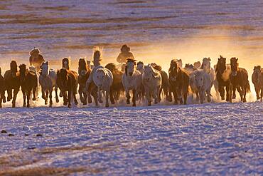 Mongolian horsemen lead a troop of horses running in a meadow covered by snow, Bashang Grassland, Zhangjiakou, Hebei Province, Inner Mongolia, China