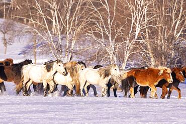 Horses in a meadow covered by snow, Zhangjiakou, Bashang Grassland, Hebei Province, Inner Mongolia, China