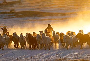 Mongolian horsemen lead a troop of horses running in a meadow covered by snow, Bashang Grassland, Zhangjiakou, Hebei Province, Inner Mongolia, China