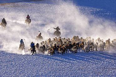 Mongolian horsemen lead a troop of horses running in a meadow covered by snow, Bashang Grassland, Zhangjiakou, Hebei Province, Inner Mongolia, China