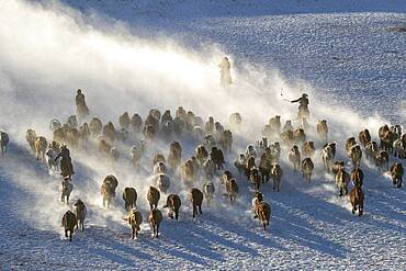 Mongolian horsemen lead a troop of horses running in a meadow covered by snow, Bashang Grassland, Zhangjiakou, Hebei Province, Inner Mongolia, China