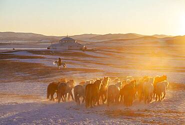 Mongolian horsemen lead a troop of horses running in a meadow covered by snow, Bashang Grassland, Zhangjiakou, Hebei Province, Inner Mongolia, China