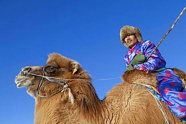 Mongol driving a camel caravan of Bactrian camel (Camelus bactrianus), Bashang Grassland, Zhangjiakou, Hebei Province, Inner Mongolia, China