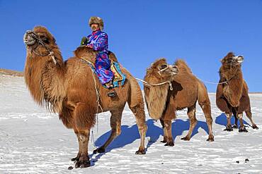 Mongol driving a camel caravan of Bactrian camel (Camelus bactrianus), Bashang Grassland, Zhangjiakou, Hebei Province, Inner Mongolia, China