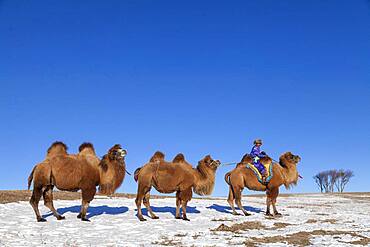 Mongol driving a camel caravan of Bactrian camel (Camelus bactrianus), Bashang Grassland, Zhangjiakou, Hebei Province, Inner Mongolia, China