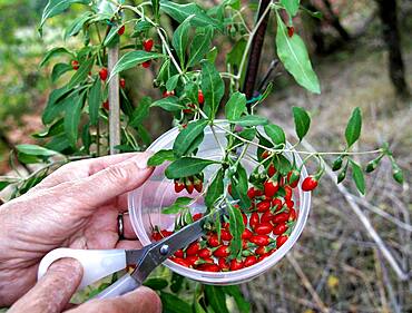 Harvest, picking Goji berries (Lycium barbarum)