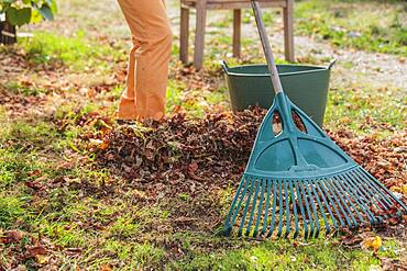 Raking dead leaves. Man raking leaves on the lawn with a wide rake, in autumn.