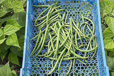 Harvest of green beans in a plastic crate in summer