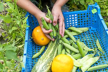 Girl harvesting vegetables in a kitchen garden in summer