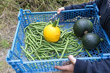 Girl harvesting vegetables in a kitchen garden in summer