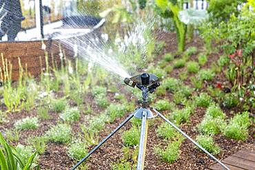 Watering can in a garden, spring