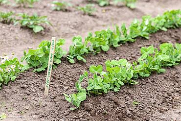 Garden Peas (Pisum sativum) 'Sans pareil' in a garden, spring, Moselle