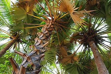 Palm trees in a private garden, Cambodia.