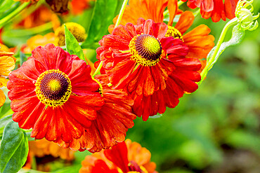 Helenium 'Rubinzweig'