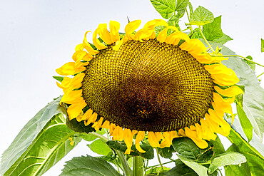 Helianthus annuus 'Mammoth'