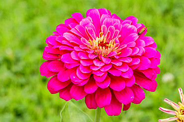 Zinnia elegans 'Uproar'