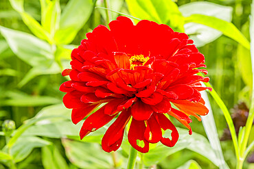 Zinnia elegans 'Super Yoga'