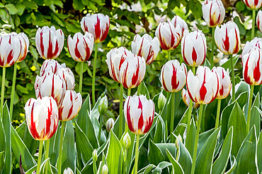 Tulips 'Happy Generation' in bloom in a garden