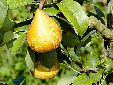 Pyrus communis 'Beurre Capiaumont'