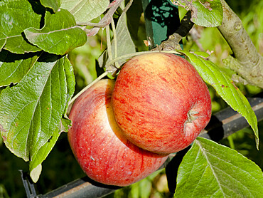 Malus domestica 'Pepin Sonnant'