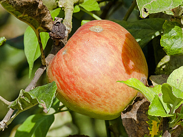 Malus domestica 'Galeuse de Bretagne'