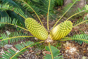Encephalartos laurentianus