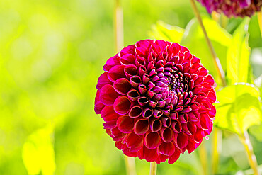 Dahlia 'Anka' in bloom in a garden *** Local Caption *** Reg. : Legutko (POL)