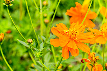 Cosmos sulphureus 'Carioca'