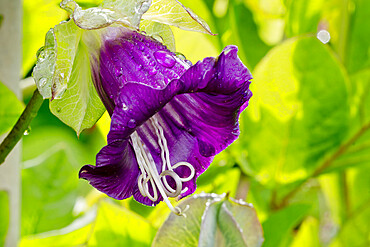 Cobaea scandens