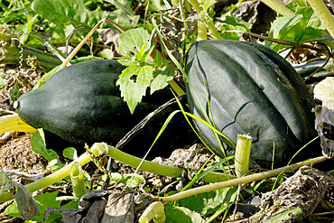 Cucurbita pepo 'Mesa Queen'