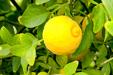 Poncirus trifoliata