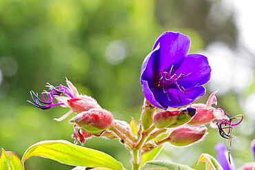 Tibouchina urvilleana