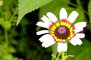 Chrysanthemum carinatum 'Oeil de Chouette'