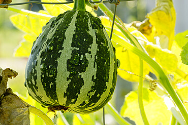 Cucurbita pepo Huicha