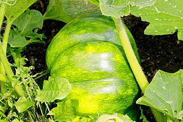 Courge musquee de Provence