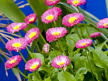 Bellis perennis 'Medicis Rose'