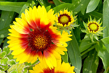 Gaillardia grandiflora 'Mesa Bright Bicolor?