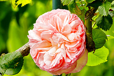 Rose tree 'Pierre de Ronsard' in bloom in a garden *** Local Caption *** Reg. : Meilland 1987