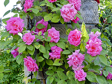 Rosa 'Zephirine Drouhin' Obtenteur : Bizot 1868