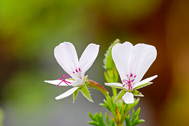 Pelargonium in bloom in a garden *** Local Caption *** Pelargonium fruticosum section glaucophyllum