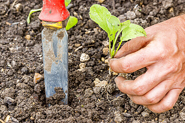 Planter des radis