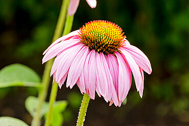 Echinacea purpurea 'Abendsonne'