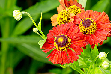 Helenium 'Ruby Tuesday'