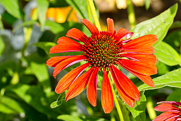 Echinacea purpurea 'Cheyenne Spirit'