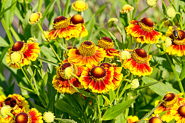 Helenium 'Helena'